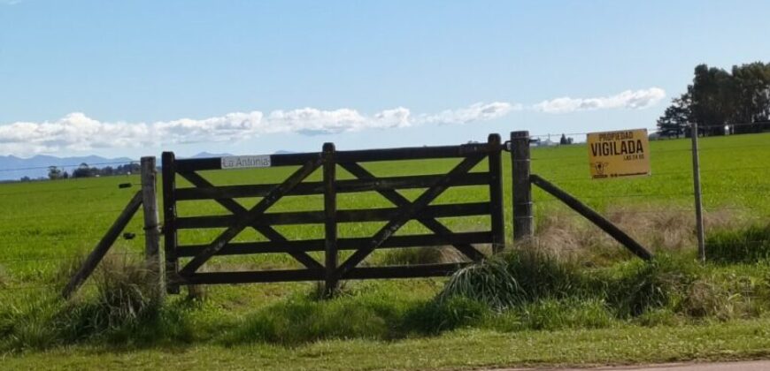 CAMPO